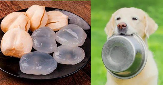 can dogs eat ice apple fruit