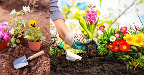 How to choose flowers for your garden