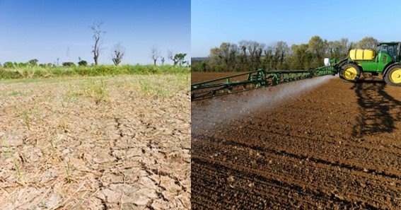 Soil Pollution Affects Agriculture