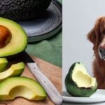 can dog eat avocado