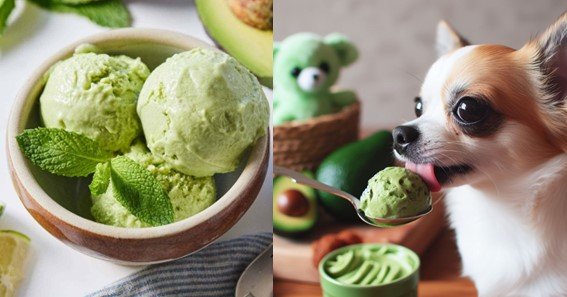 can dog eat avocado ice cream