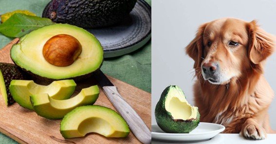 can dog eat avocado