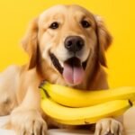 can dogs eat banana flower