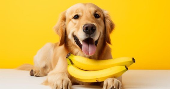 can dogs eat banana flower