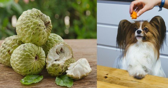 Can Dogs Eat Custard Apple Skin