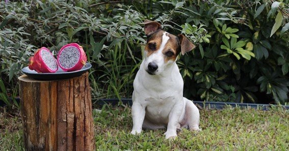 can dogs eat dragon fruit pink