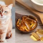 fish oil capsules for cats