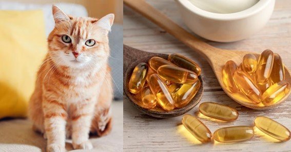 fish oil capsules for cats