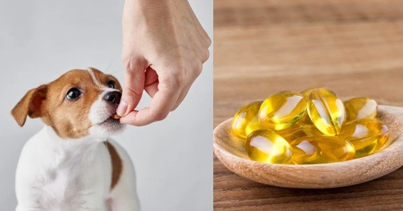 fish oil capsules for dogs