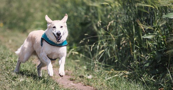 fish oil capsules for dogs