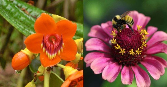 how do flowers adapt to their environment