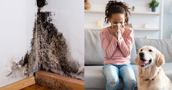 natural source of indoor air pollution