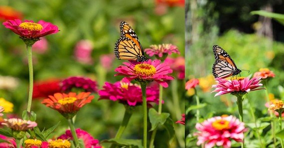 What flowers attract butterflies