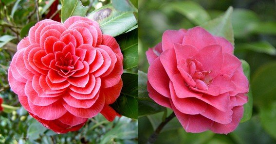 what is the rotational symmetry of a flower