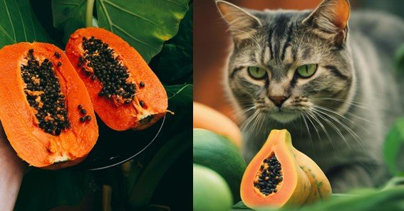 Can Cats Eat Papaya Skin