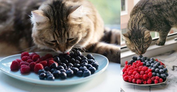 can cats eat raspberry jam