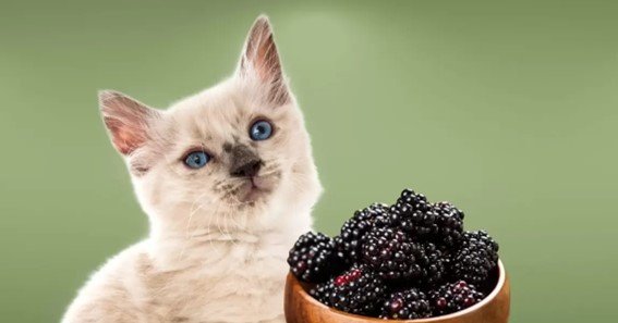 can cats eat raspberry jam