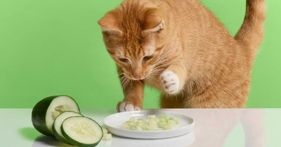 do cats eat cucumbers