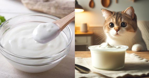 Do Cats Eat Curd