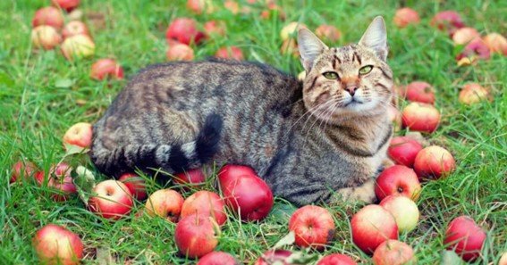 Can Cats Eat Apple Skin