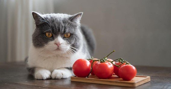 can cats eat cherry tomatoes