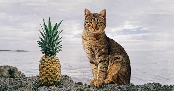 Can Cats Eat Pineapple Leaves