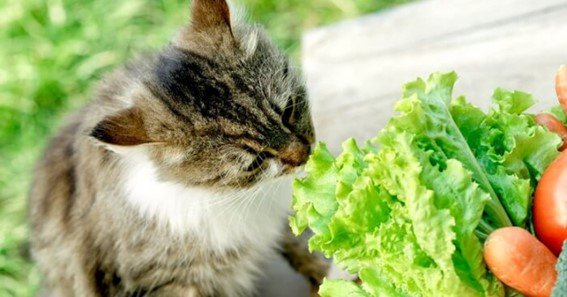 can cats eat spinach raw