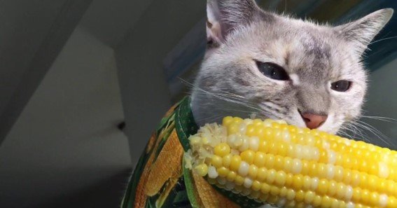 can cats eat sweet corn