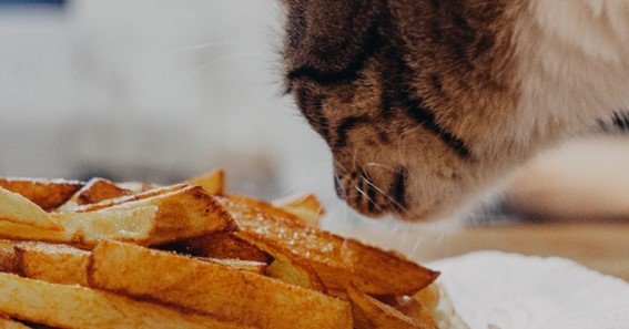 can cats eat sweet potato fries