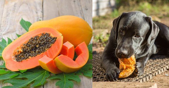 can dogs eat papaya leaves