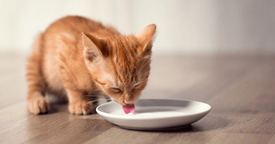 can kittens drink cow milk