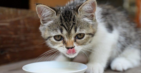 can kittens drink goat milk