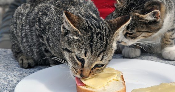 can kittens eat cheese