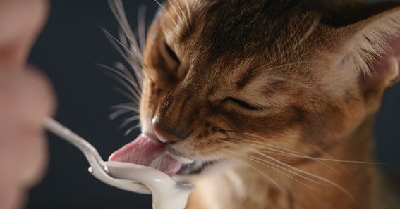 can kittens eat curd