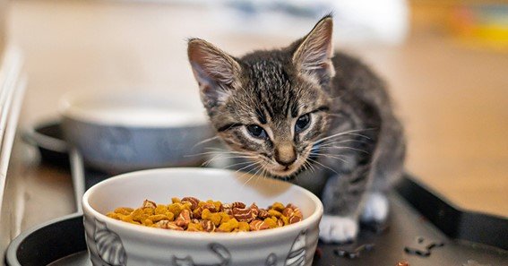 can kittens eat dry food