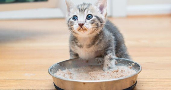 can kittens eat solid food