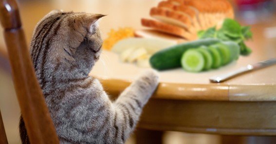 can kittens eat vegetables