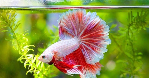 clean a betta fish tank for beginners