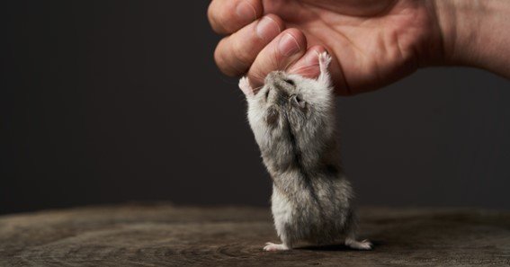 do hamsters bite their nails