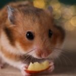 do hamsters eat apple peel