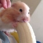 do hamsters eat bananas