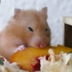 golden hamster diet