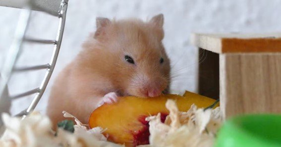 golden hamster diet