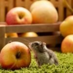 hamster eat apple