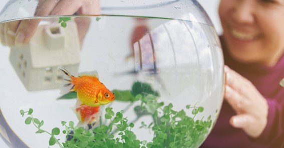 health benefits of having a fish tank