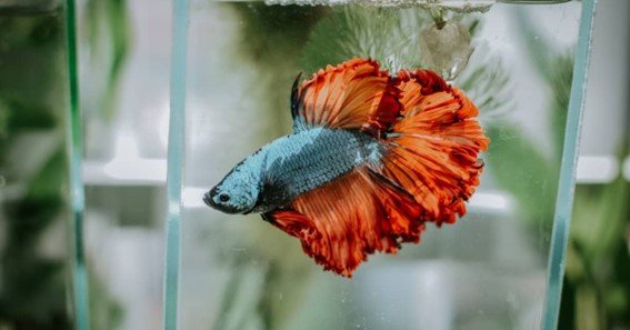 how often to clean betta fish tank