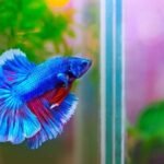 how to clean a betta fish bowl without filter