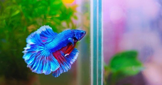 how to clean a betta fish bowl without filter