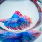 how to clean betta fish tank