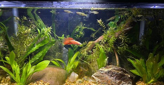 how to clean betta fish tank with algae